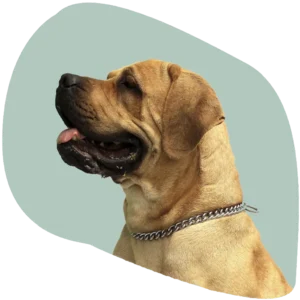 Puppy Dog Pet Supplies Category at the best pet store in Boston